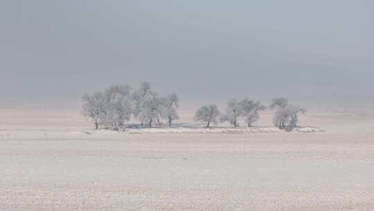 被雪覆盖的空旷田野和树木景象