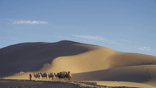 驼队沙漠