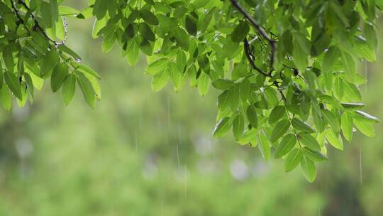 清新的雨景