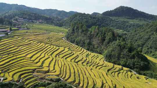 航拍金秋时节金黄稻田梯田风光