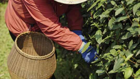 茶农采茶摘茶茶园茶树茶叶特写