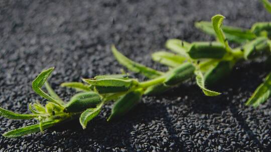 芝麻种植视频素材模板下载