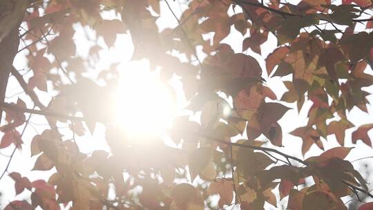逆光下透过阳光的树叶