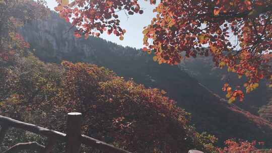 秋天的红叶美景 漫山黄栌红遍 爱在深秋