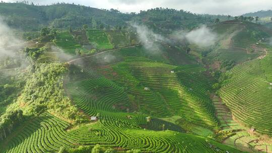 航拍茶山茶园