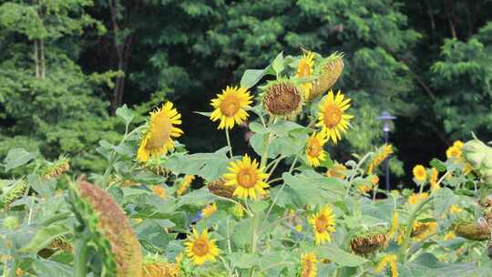 向日葵、葵花籽