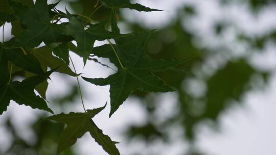 枫叶树叶植物叶脉光合作用视频素材模板下载