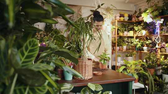 女人，花店，植物园，植物