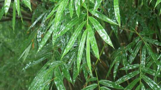 竹叶雨水下雨雨滴