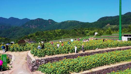 浙江台州黄岩头陀镇，东岭头向日葵花海