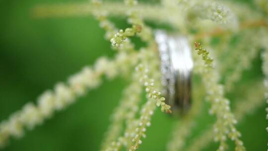 银色结婚戒指压在绿色的花朵上
