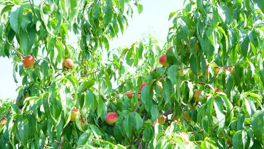 桃树上结满了桃子