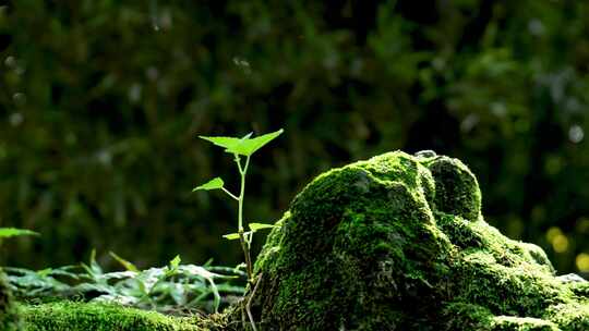 青苔苔藓生长的小草视频素材模板下载