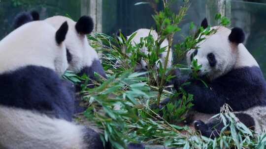 动物园大熊猫吃竹子视频合集