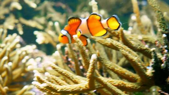 小丑鱼游过珊瑚礁
