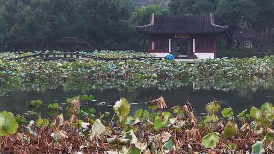 意境杭州西湖水面残荷秋荷