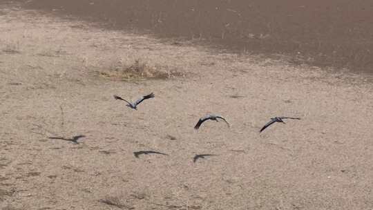 洞庭湖湿地飞鹤