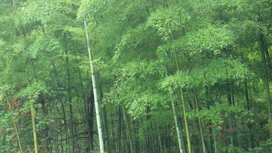 竹林竹叶禅意下雨天唯美空镜