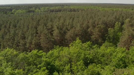 巨大的森林里长满了绿树_空中倾斜拍摄