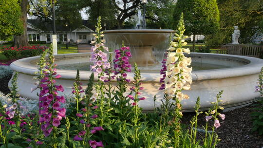 喷泉池旁花坛盛开的野花