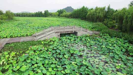 杭州湘湖十里荷塘风景航拍