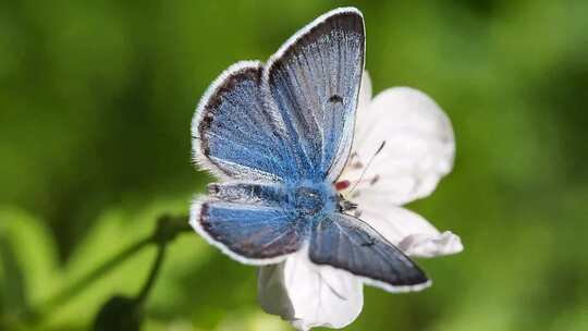 美丽的蓝色丝绸吗啡蝴蝶在模糊背景下雏菊花