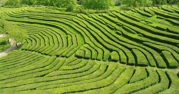 种植园，梯田，茶，绿色