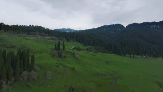 新疆伊犁 森林 新疆美景 航拍 美景视频素材模板下载