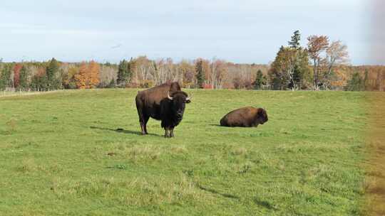 加拿大野牛，水牛