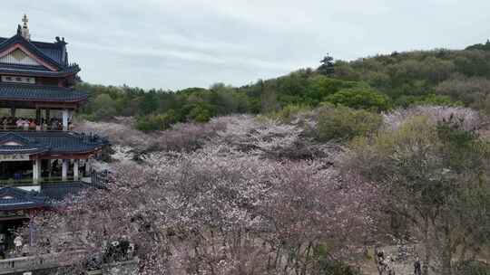 无锡鼋头渚樱花盛开满目樱花