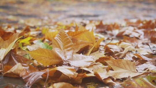秋天落叶脚步