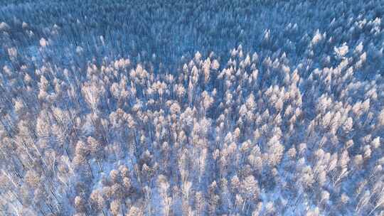 鸟瞰银装素裹的雪原树林