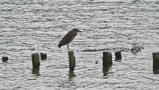 海珠湖鹭鸟