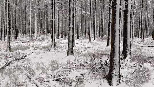 雪景森林冬季