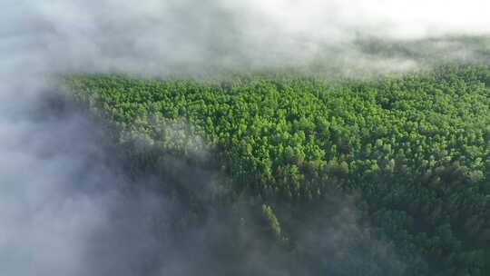 航拍山川绿色林海晨雾