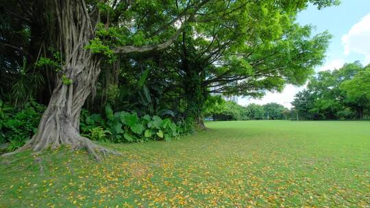 夏天蓝天白云阳光草坪草地绿地树林森林公园