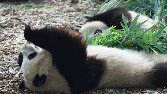 大熊猫躺在地上吃竹子