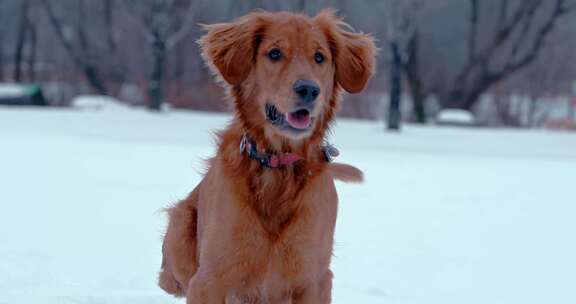 狗，金毛猎犬，玩耍，雪