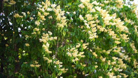 北京丁香花