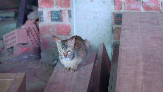 一只母猫和小猫