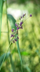 4K竖屏植物素材——再力花