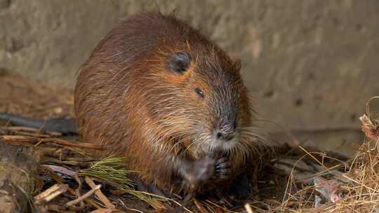 海狸鼠、食草动物、Coypu、啮齿动物