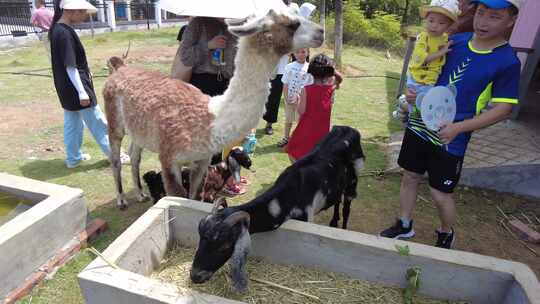 郴州东湖动物园美丽可爱的羊驼