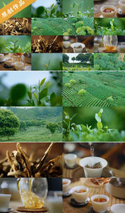 4k茶叶茶山茶园茶树红茶茶文化广告宣传片高清在线视频素材下载