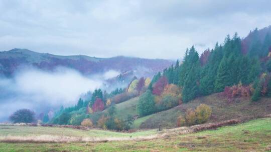 浓雾笼罩着秋天的森林