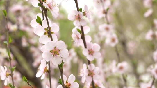 上移镜头-花枝特写