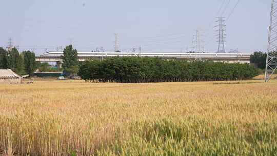 麦田上复兴号高速列车行驶画面