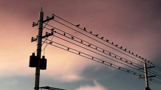 许多鸟栖息在电线上