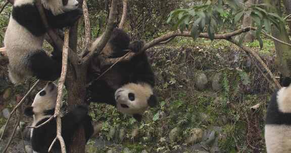 三只熊猫在树上玩耍爬树可爱国宝动物