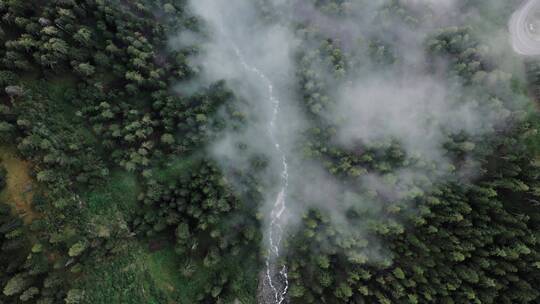 云雾里的丛林